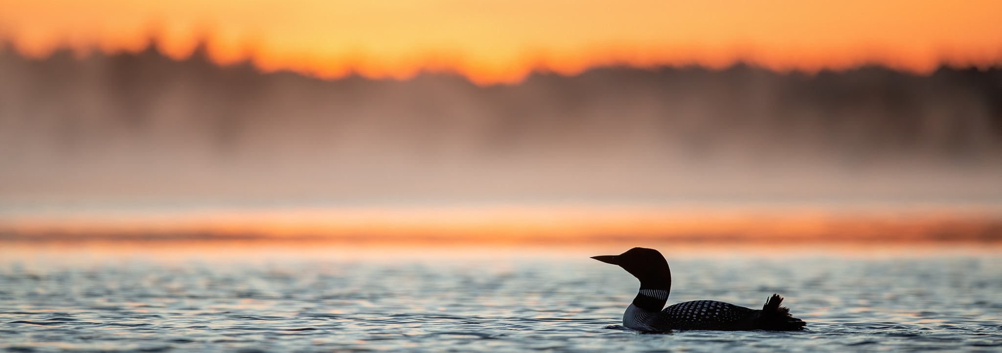 Loon Mortality Forms - National Loon Center Foundation