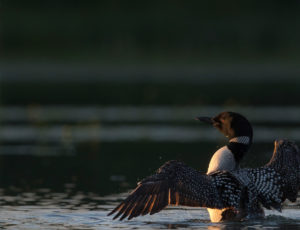 loon on water