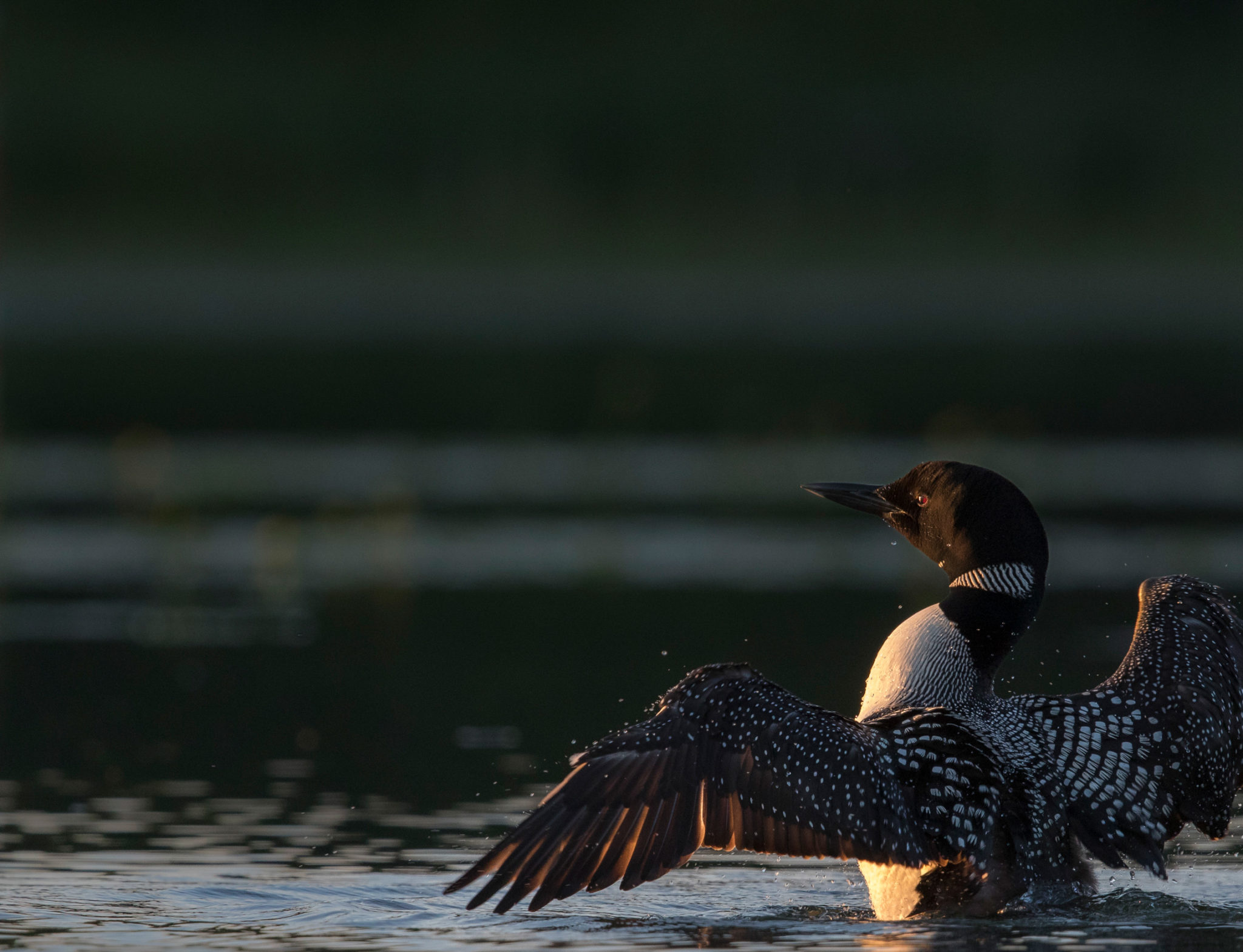 loon on water