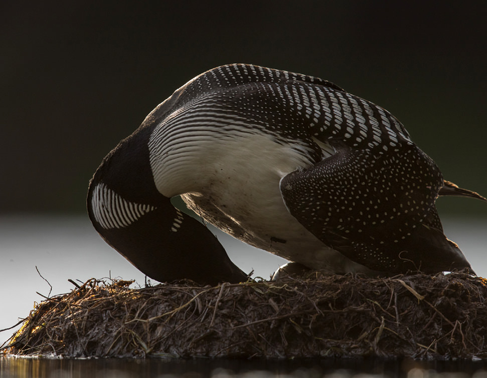loon nesting
