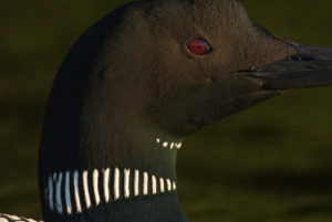 loon head