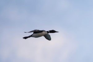 loon flying