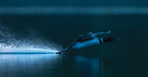 loon landing