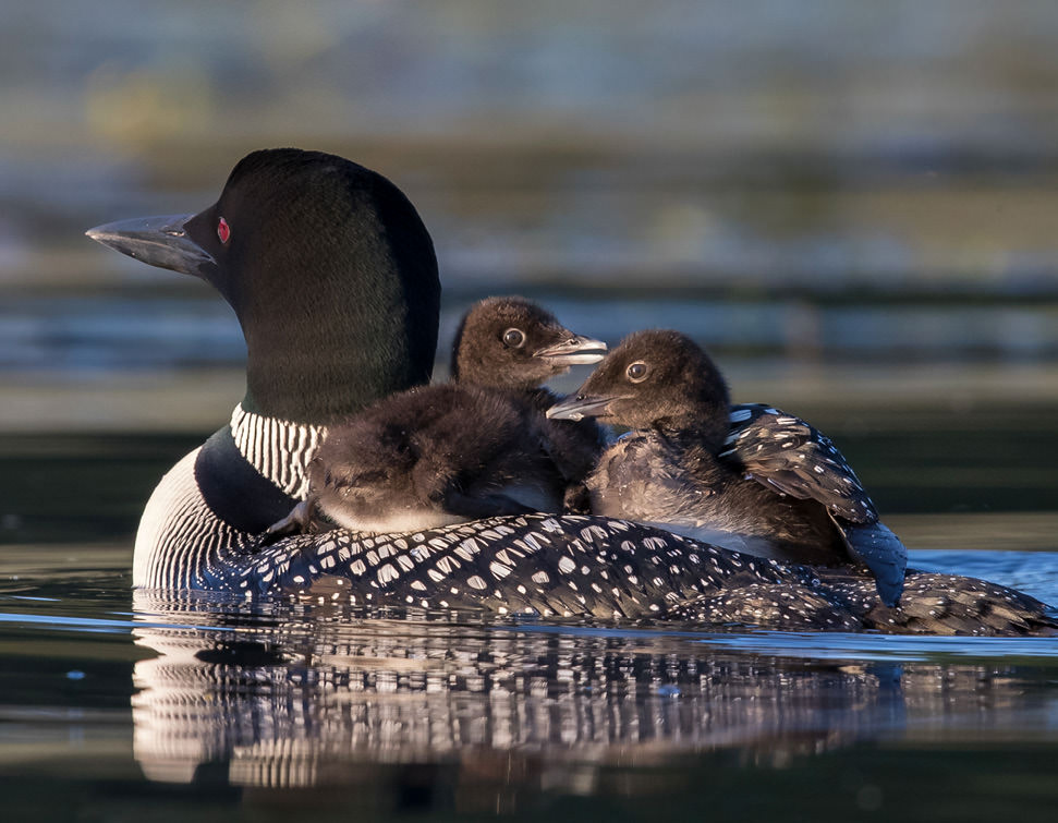 loon with chicks
