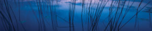 lake reeds