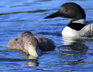 loon diet