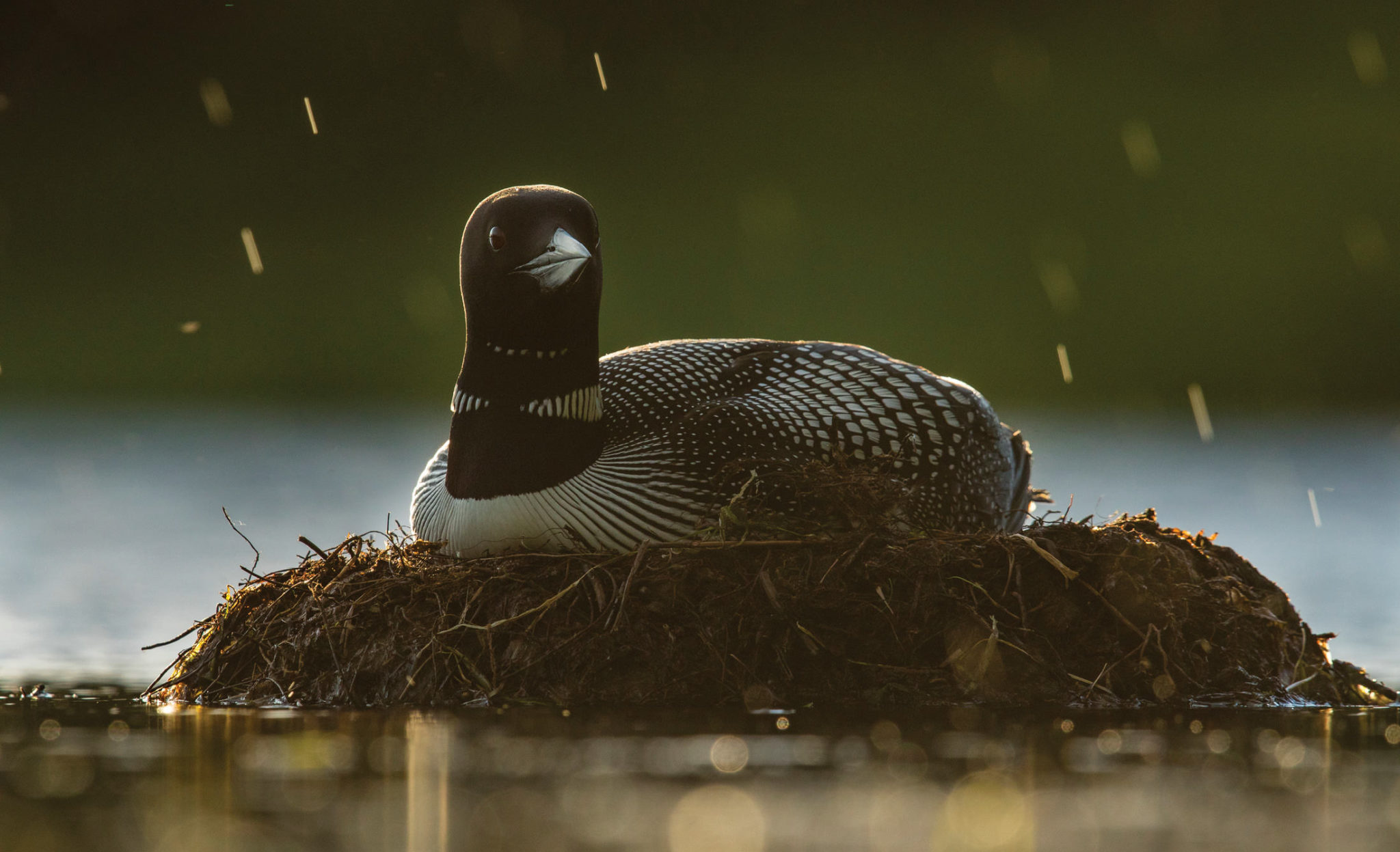 loon on nest