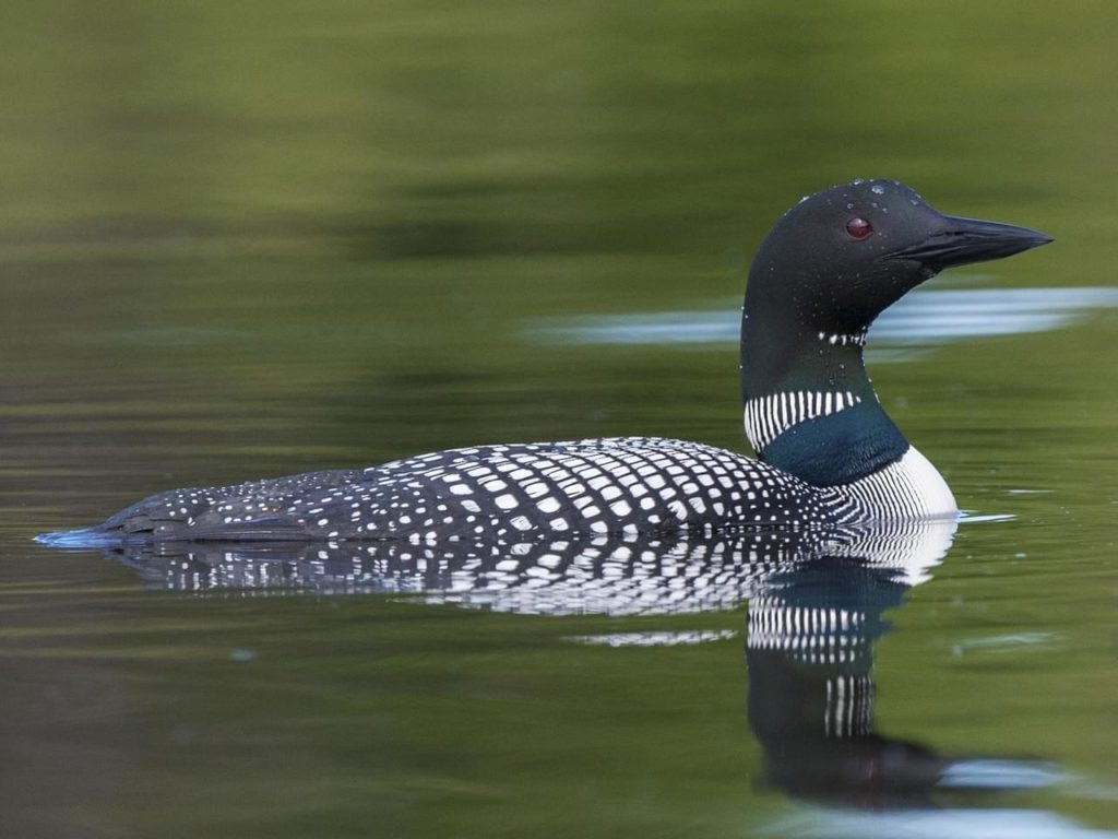 common loon swimming