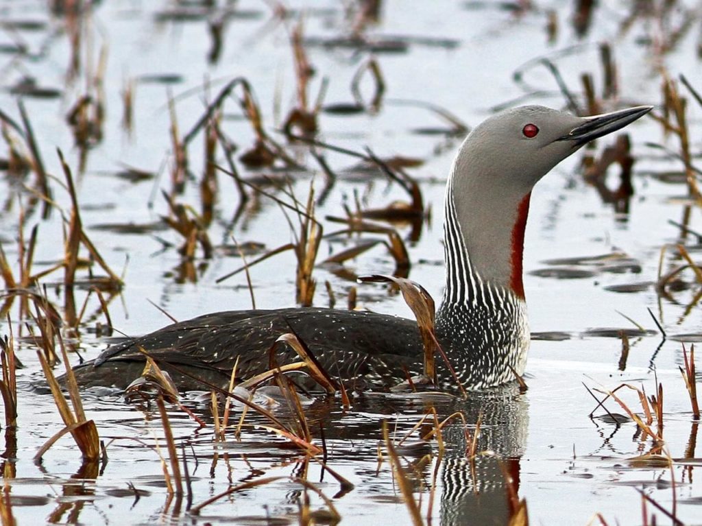 Red-Throated Loon