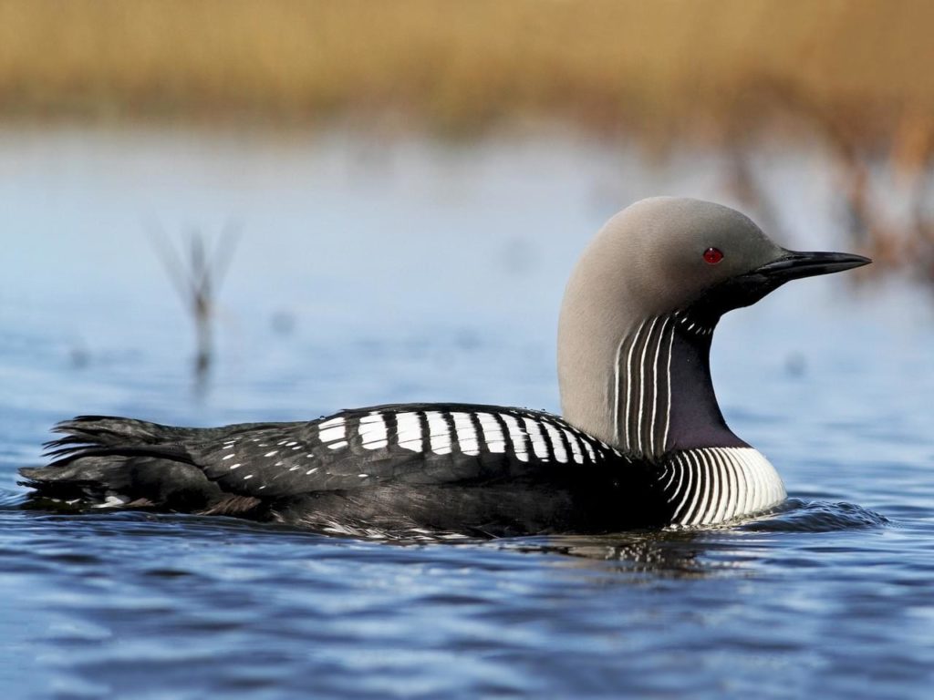 Pacific Loon