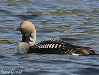 Arctic Loon