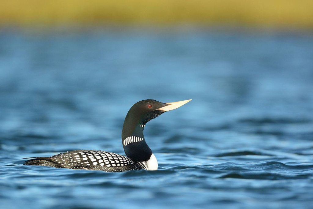 Yellow Billed Loon