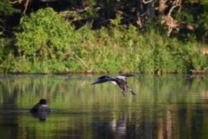 An adult common loon is flying to land onto the surface of the water. It has two colored bands on both legs. An adult loon is on the water's surface with a chick on its back.