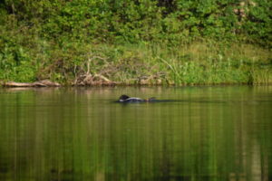 An adult common loon is preening or cleaning its feathers while sitting on the surface of the water. The loon's body is turned to the side, show its white underside and a green and violet band on its leg.