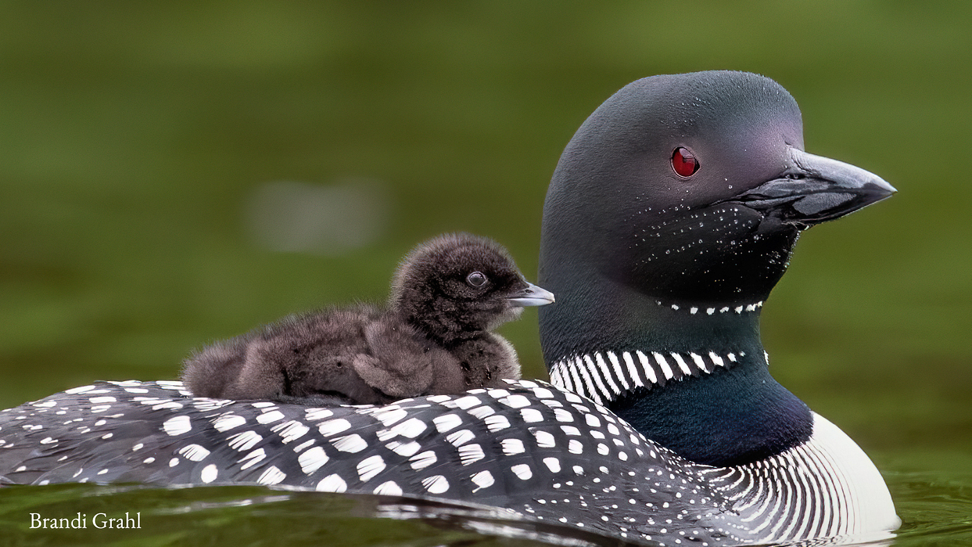 A small, loon chick with downy feathers sits on the back of an adult common loon. The picture is cropped to show a close up of the pair. The water in the background has a dark-green tint to it.