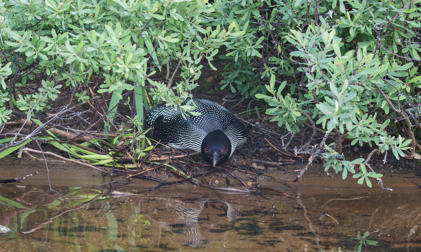 A common loon sits on a nest on the water’s edge beneath the green leaves of some bushes. The loons had is flattened over the surface of the water and pointing towards the camera view.