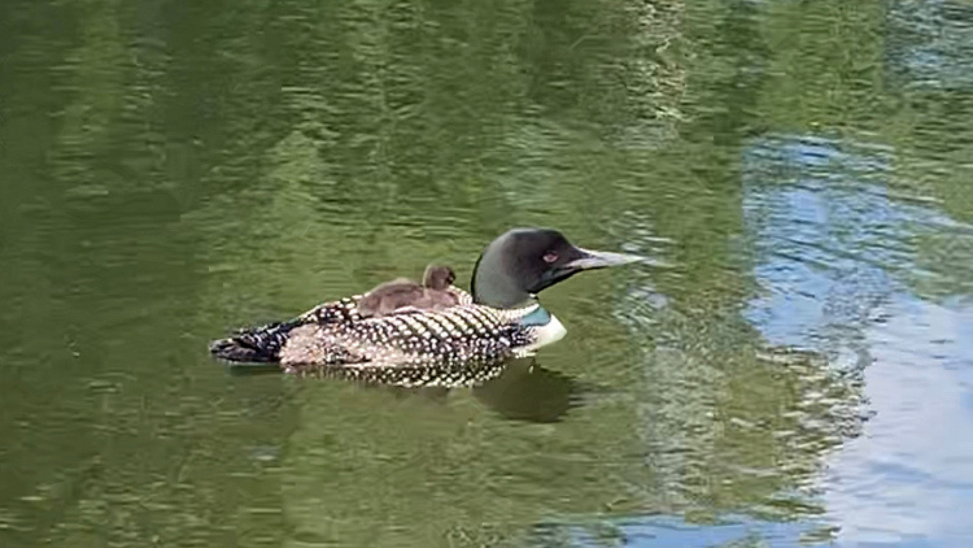 a slightly out of focus photo of a common loon chick on the back of the an adult. the water is reflecting mainly trees and a small portion of the sky