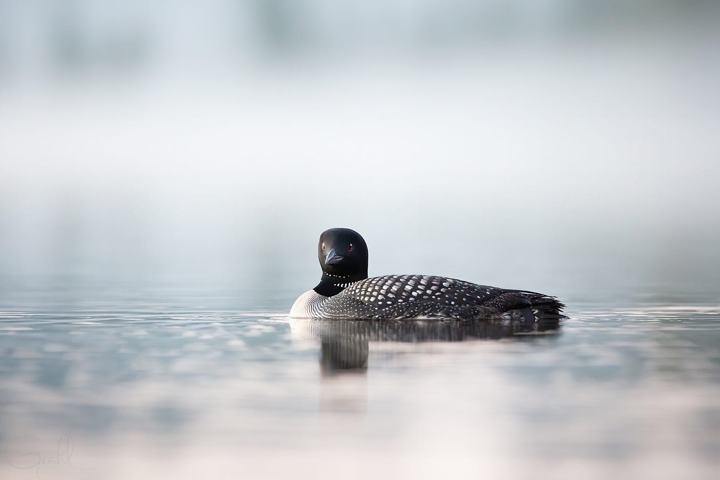 This side profile of an adult common loon on the lake surface. The water color is an icy blue and there is mist in the background.