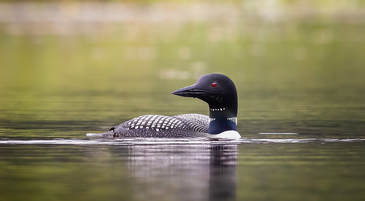 An adult common loon sits on the surface of the water, which has an olive green tint to it. The loon’s head is pointed to the left and a bead of water is under its bill.