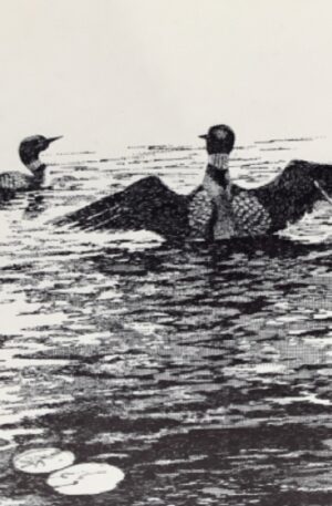 Prints of loons